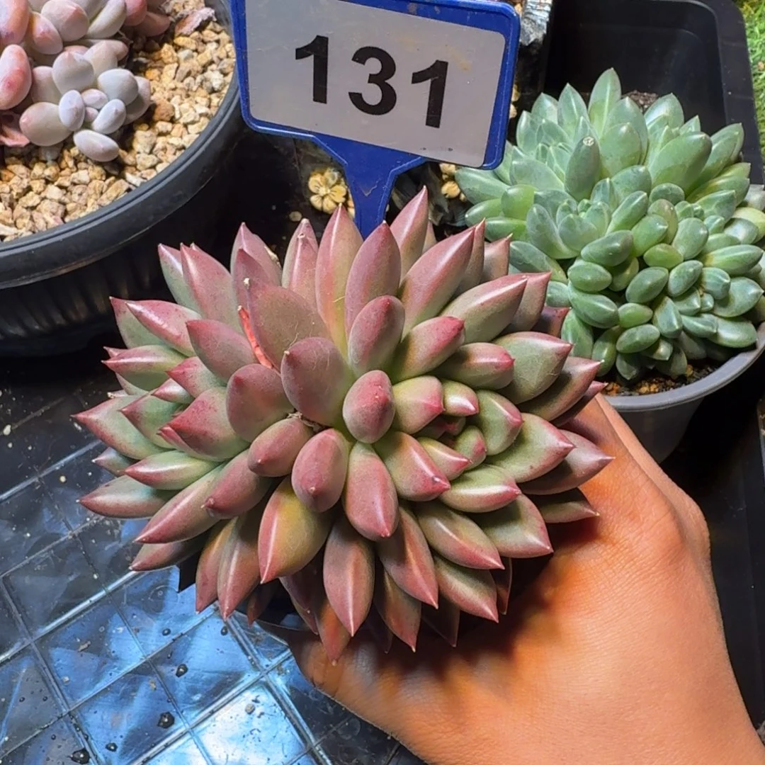 多肉植物紫米露群131