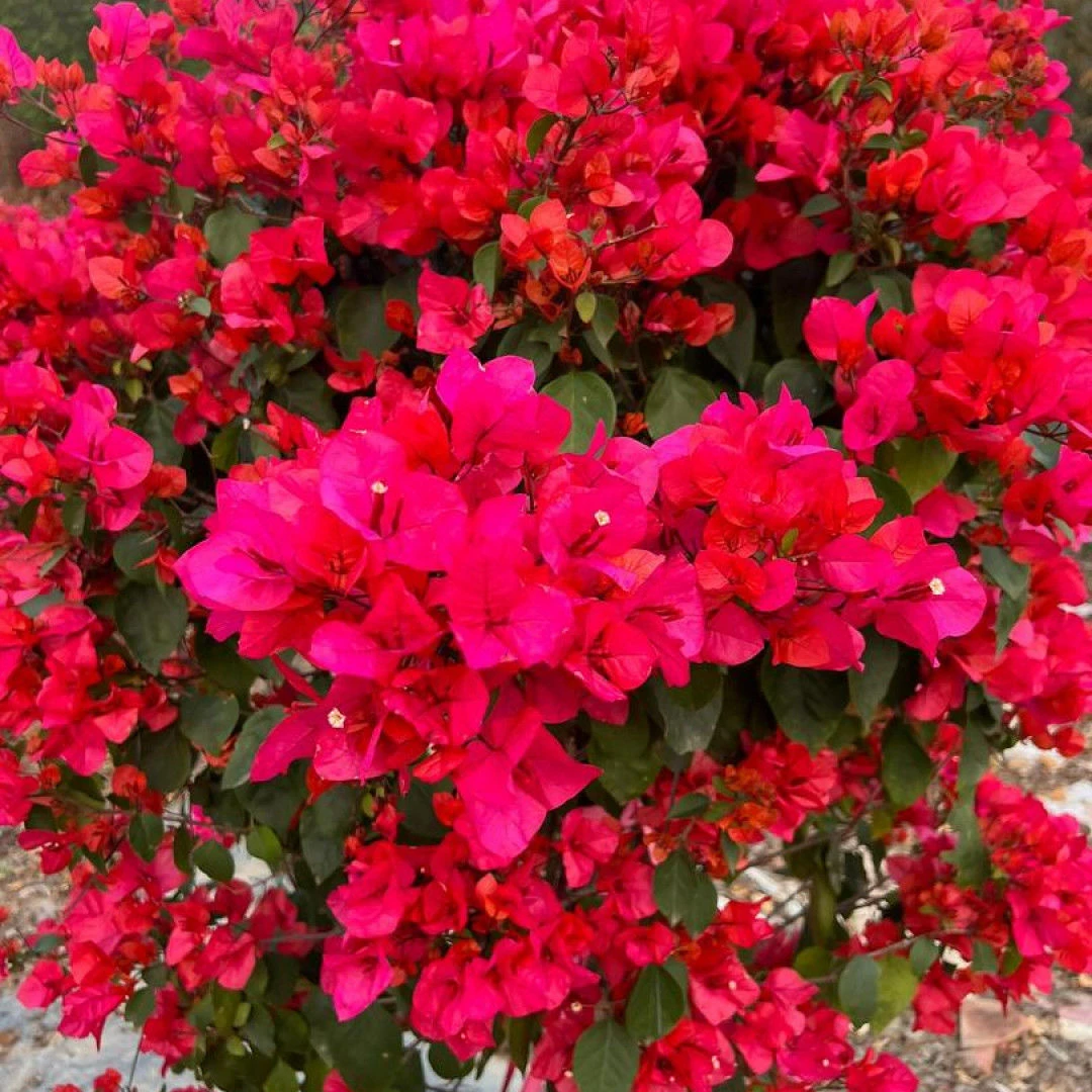 带盆(中国红)加仑盆发货包对版精品三角梅 好活不带花 四季开花