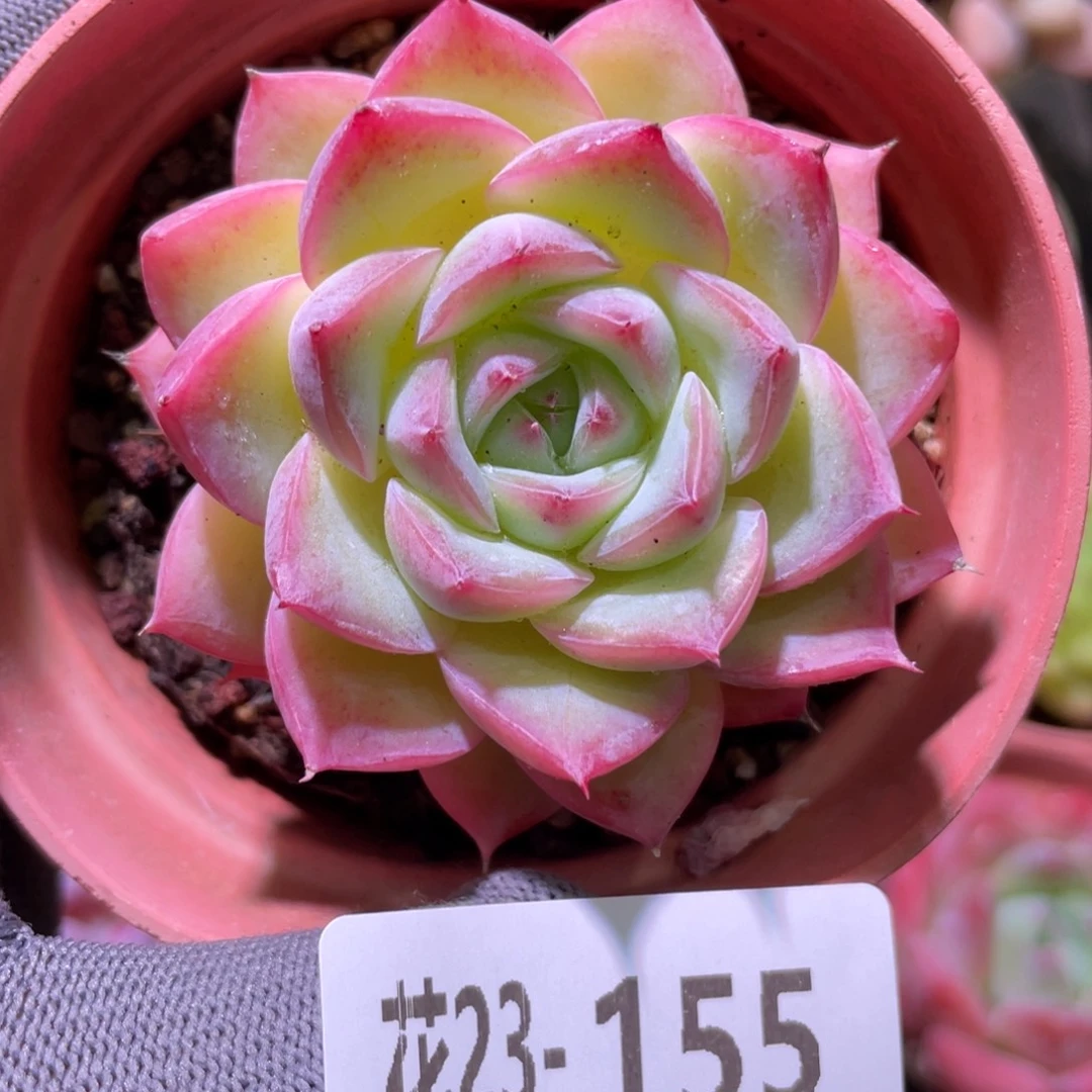 花利美23-155粉水晶