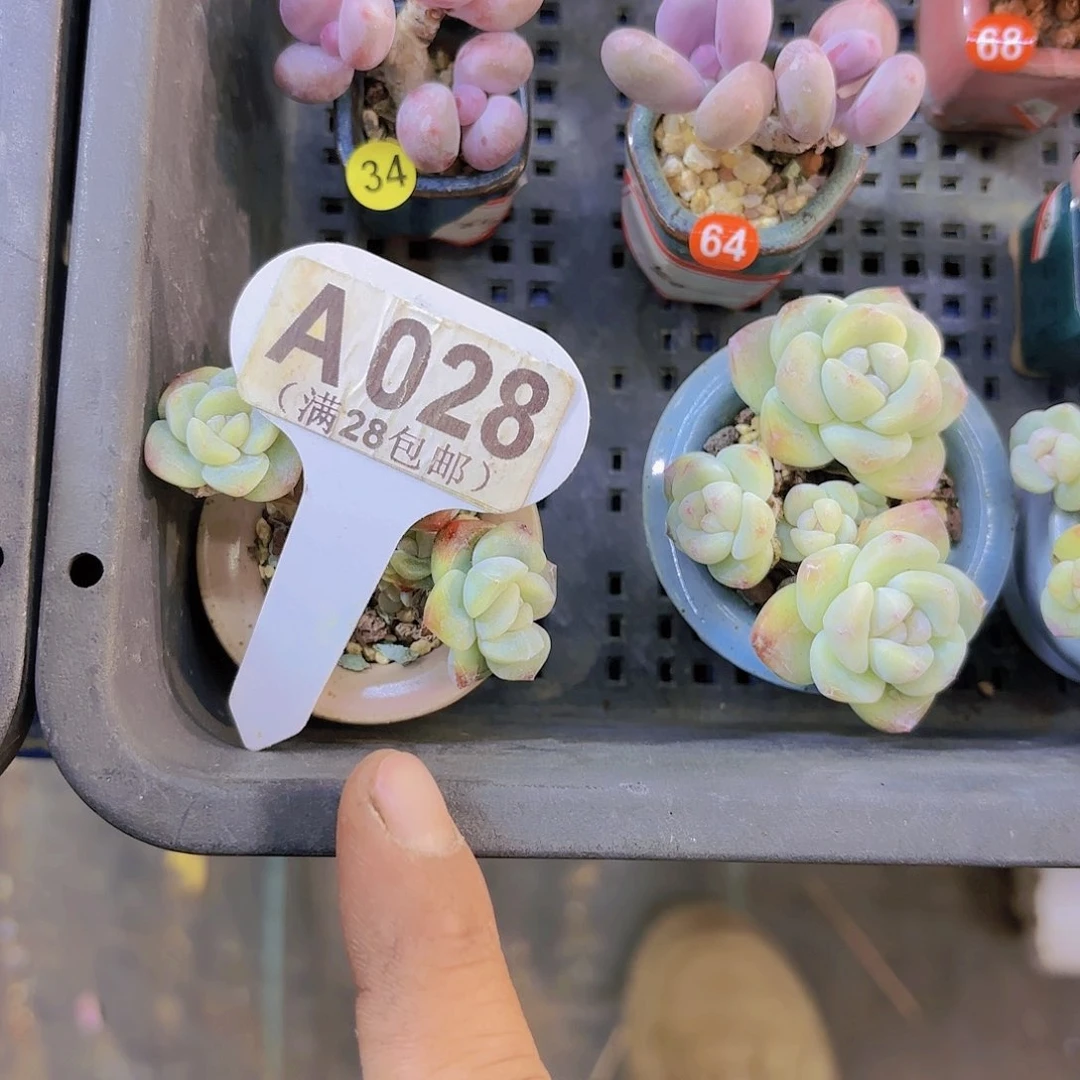 A028冰玉一物一拍