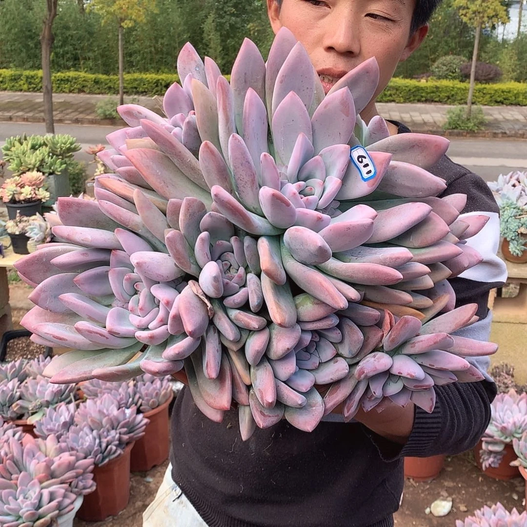 611 奥普 一物一拍