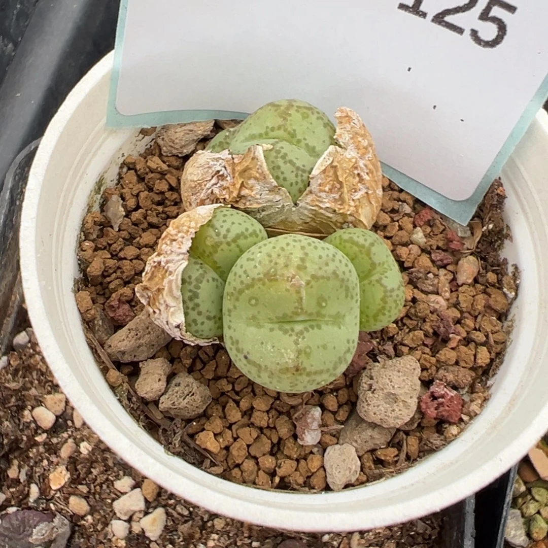 9-125肉锥多肉植物