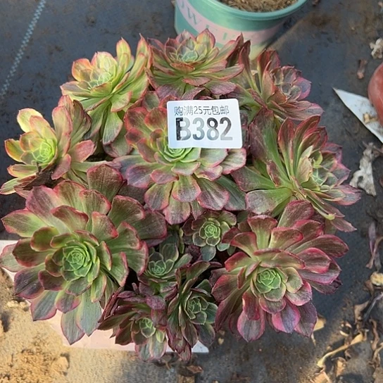 是***丫一颗多肉法师植物