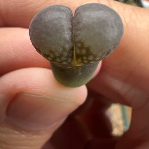 27 好看的肉肉冲冲冲冲冲