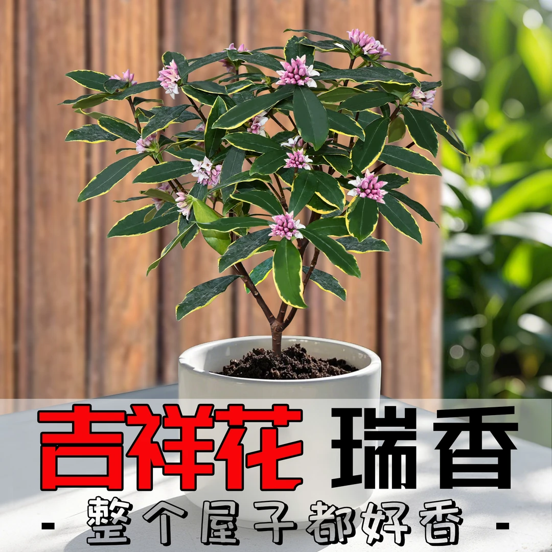 精品浓香型金边瑞香老桩盆栽基地直发带花苞客厅绿植盆栽室内外