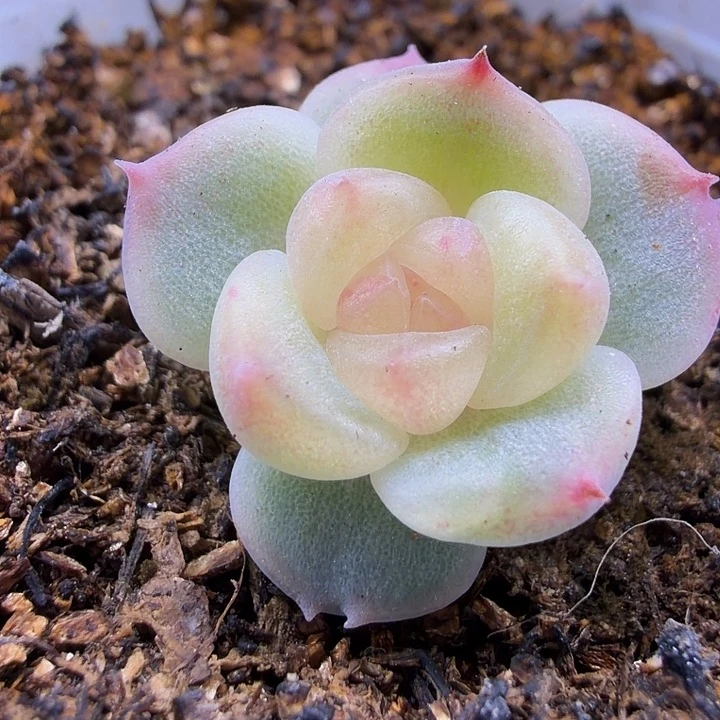 独家y31甜心五公分盆口