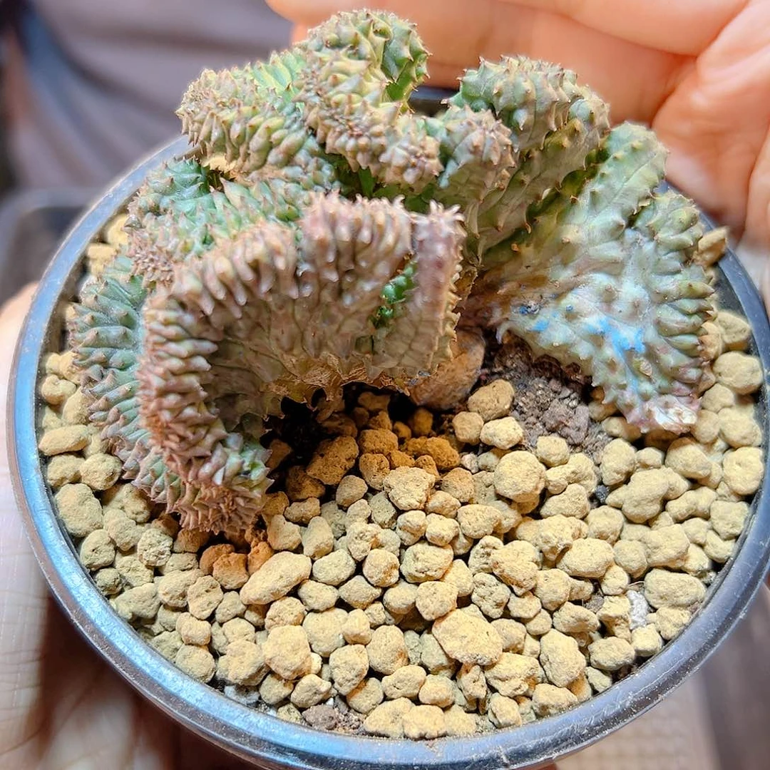 自根子吹布纹球缀化7.5公分根芽