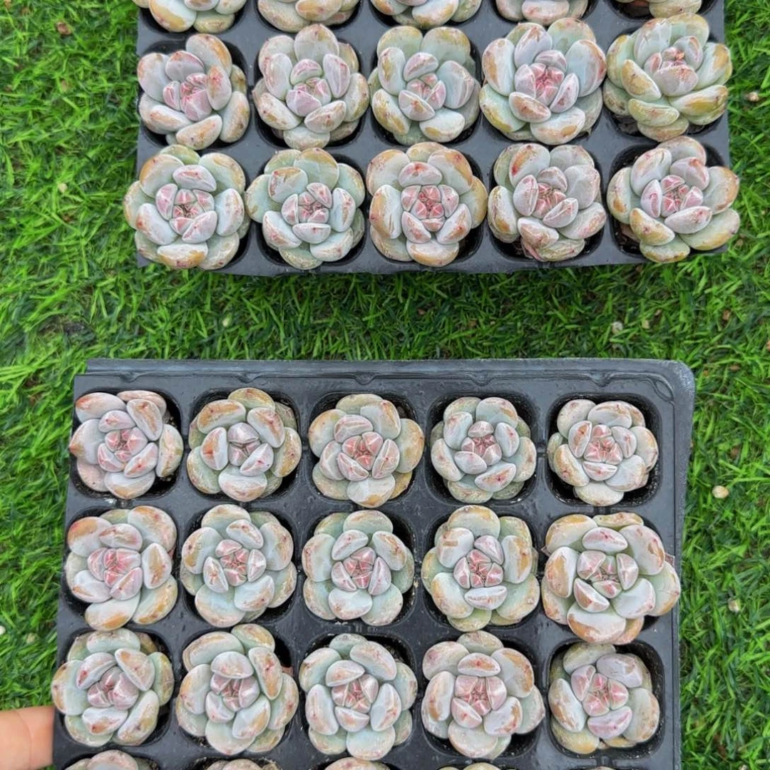 20颗一组圆脸星影小包子