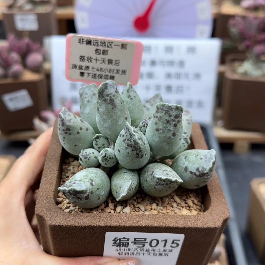 015白肌海报多肉植物