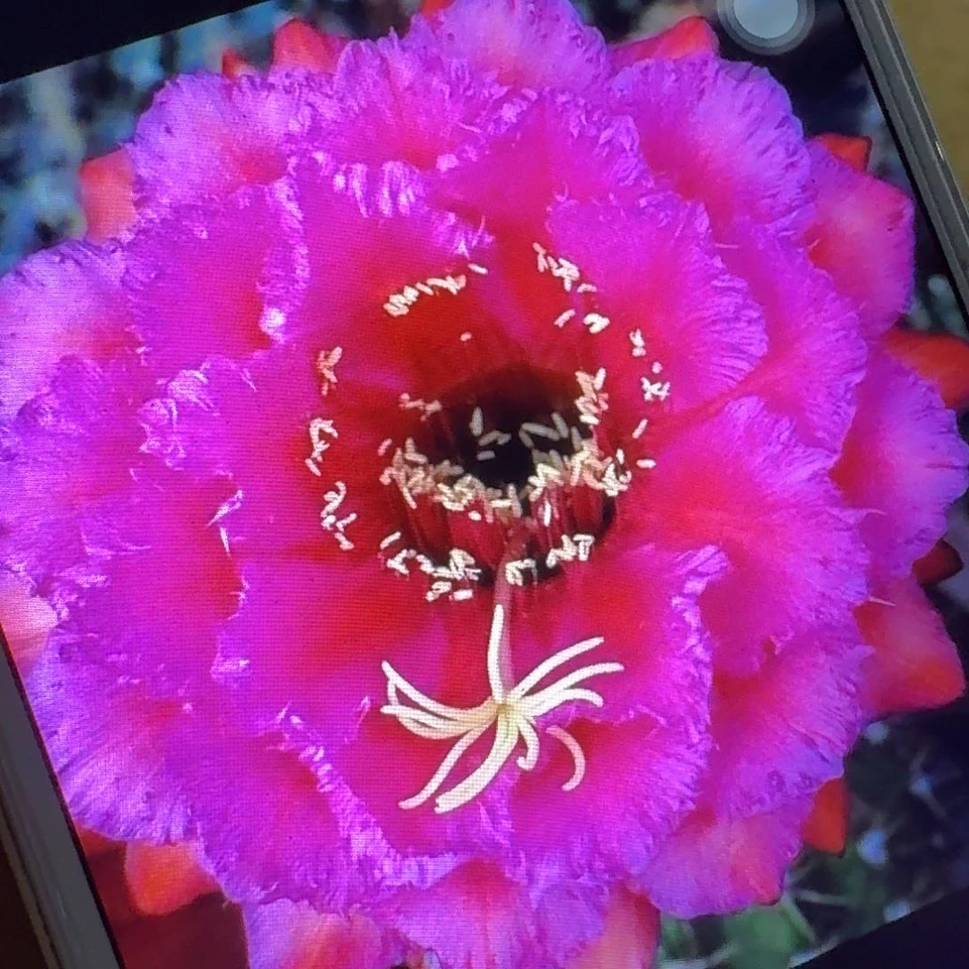 流苏侧芽5公分左右毛花柱