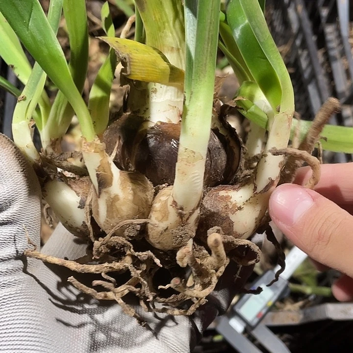 台朱交响曲6➕坨坨005