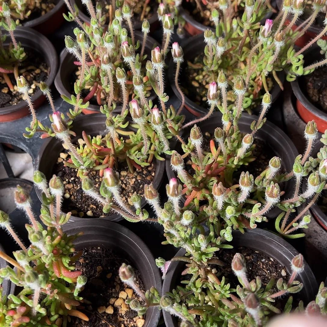 狐尾枝干精品老桩90