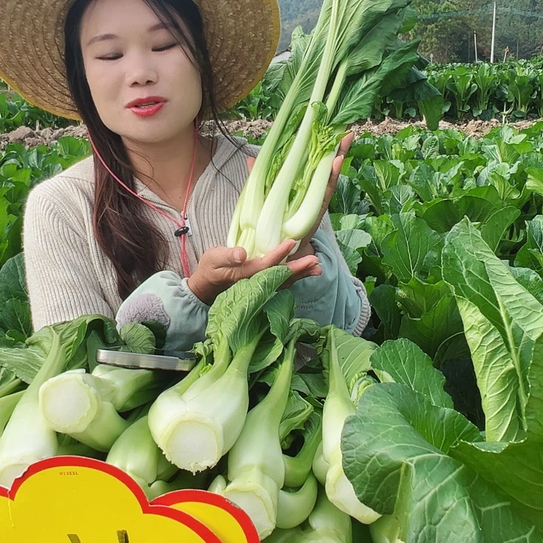 中国大陆福利款菜心2斤装