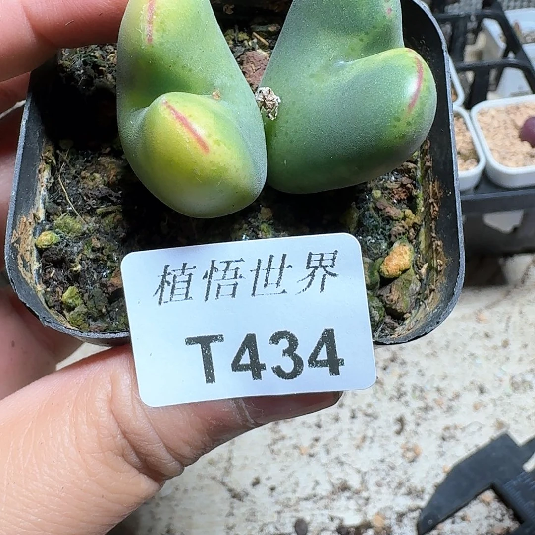 434盒多肉植物哇f g