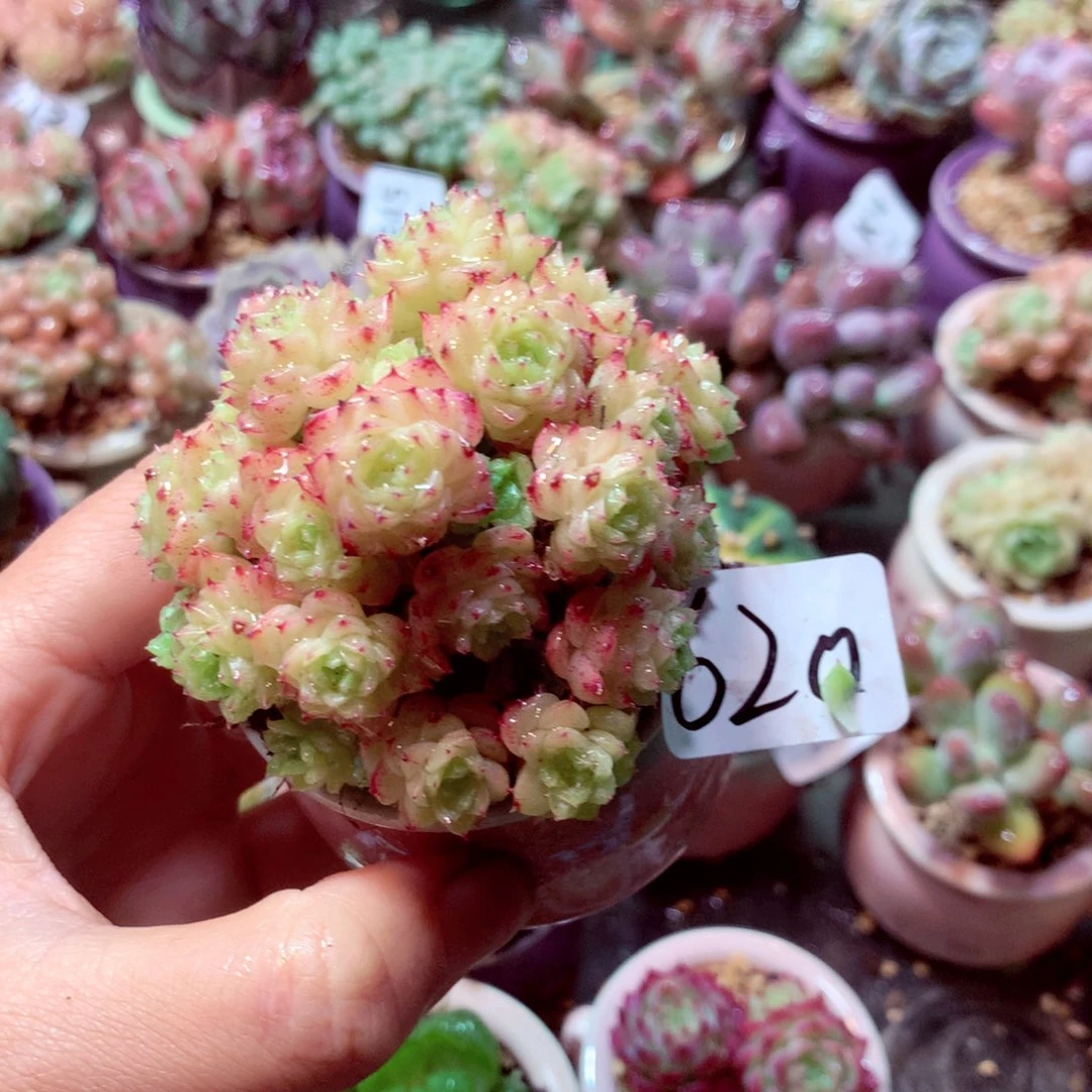 精控拇指盆多肉K6.16620