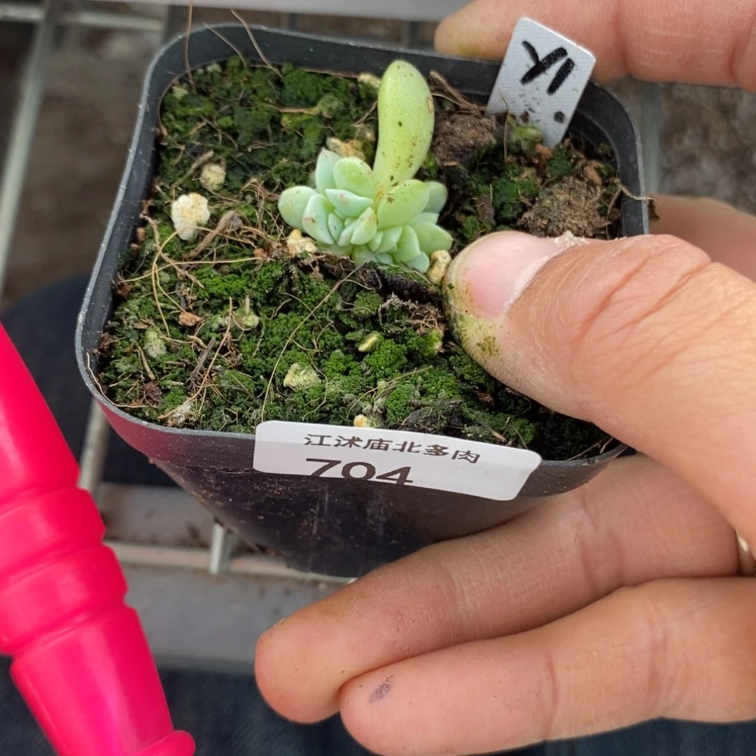 标签704甜心y1群一个多肉