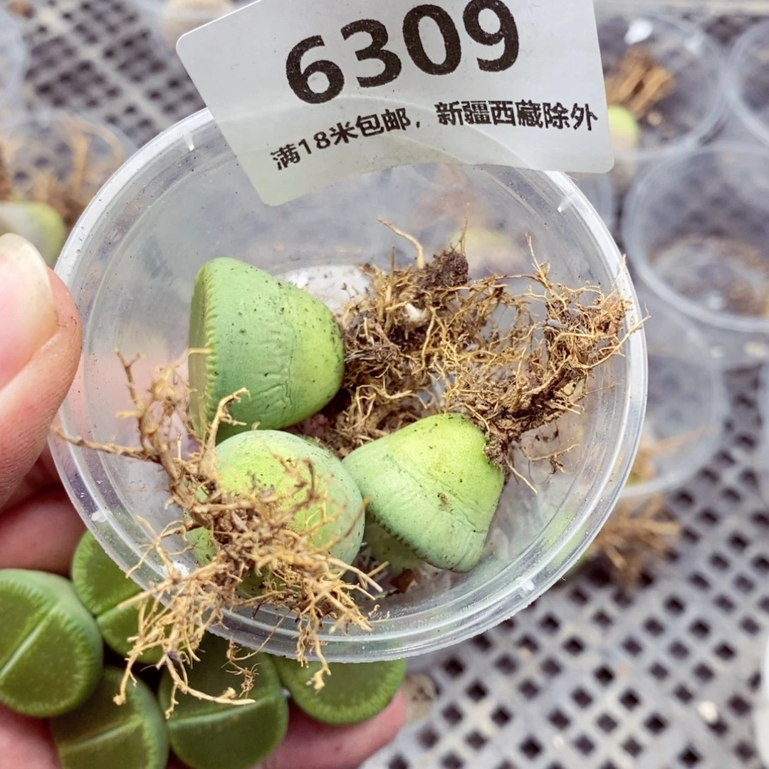 司***言6309。