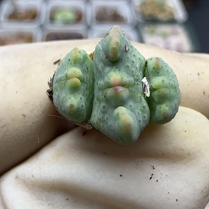 1150福利福利福利