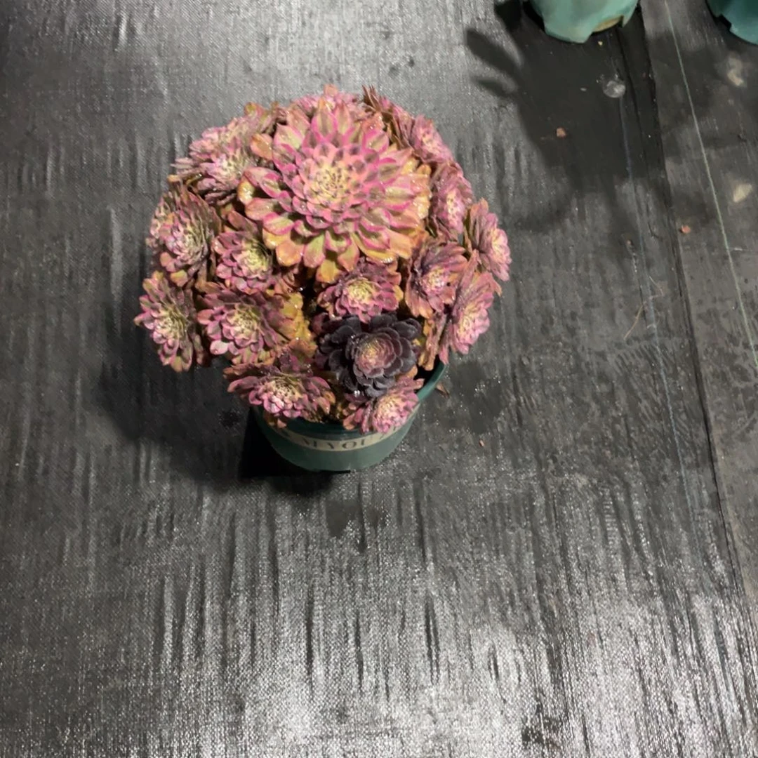 月**弯漂亮漂亮漂亮漂亮漂亮