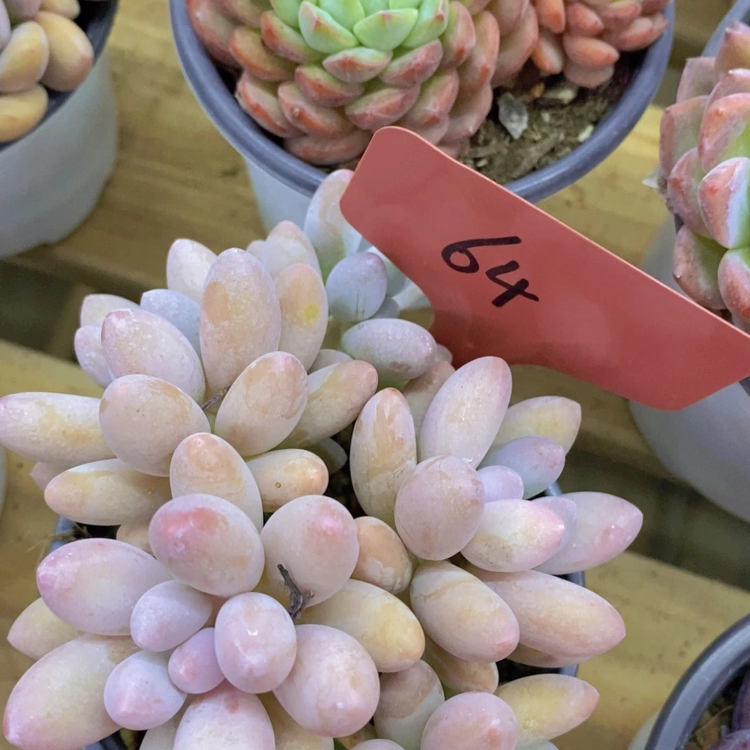 8.9晚上专场，开心多肉