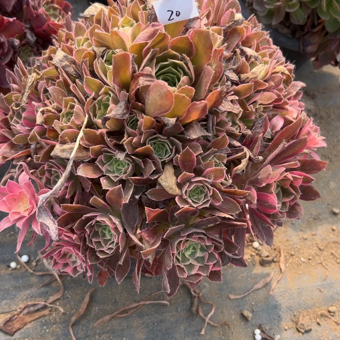 20男神多肉植物系