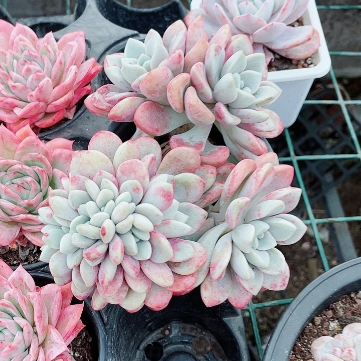 花瓣路缀化98一盆6688888955588