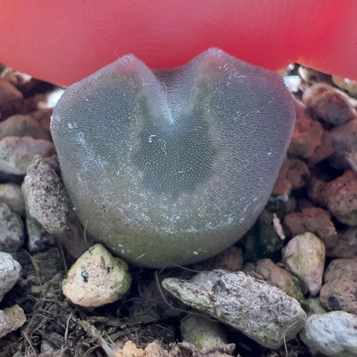 w677。青蛙2年大眼睛 大大眼 红标特选88折后价