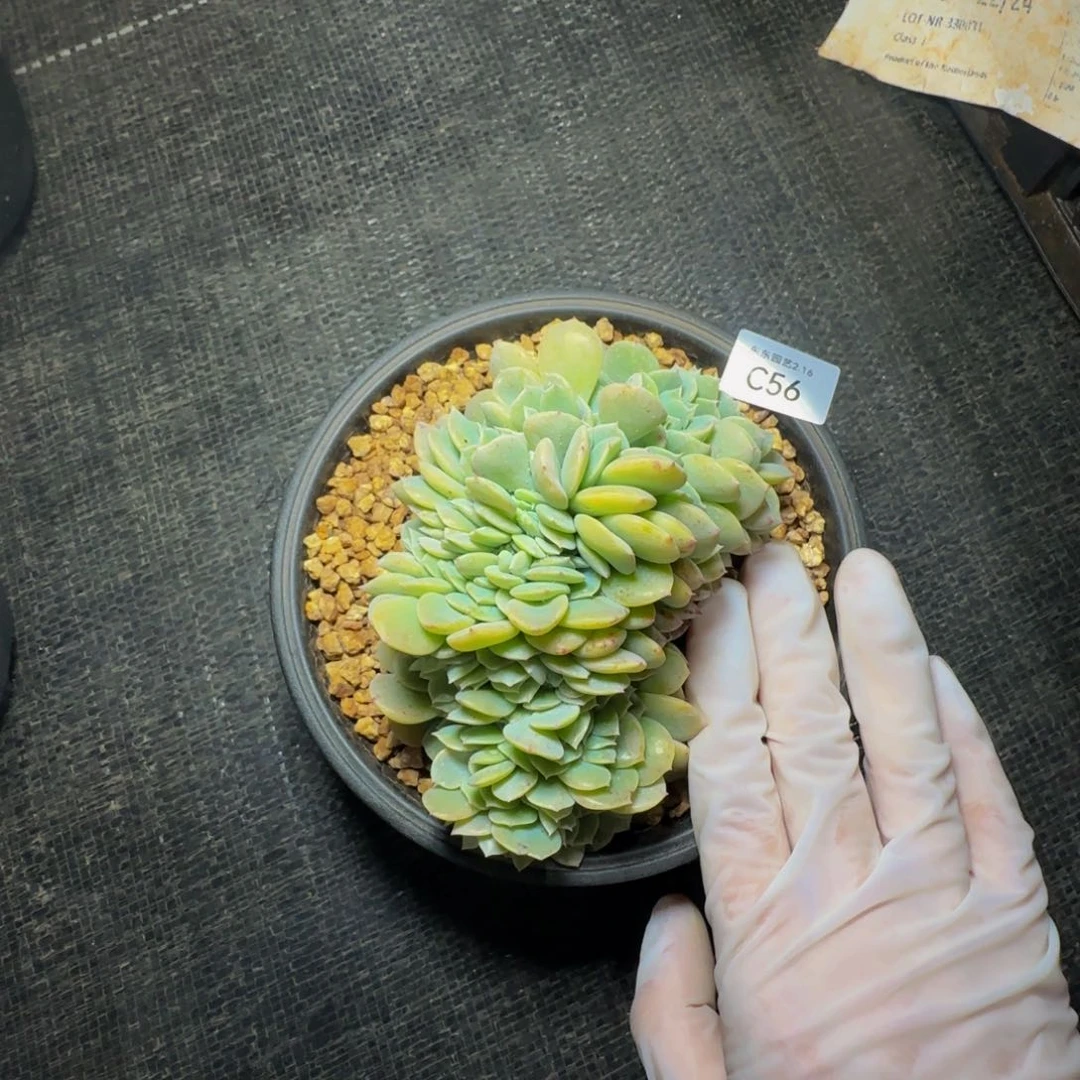 汪*芬c c c c c c c c 56