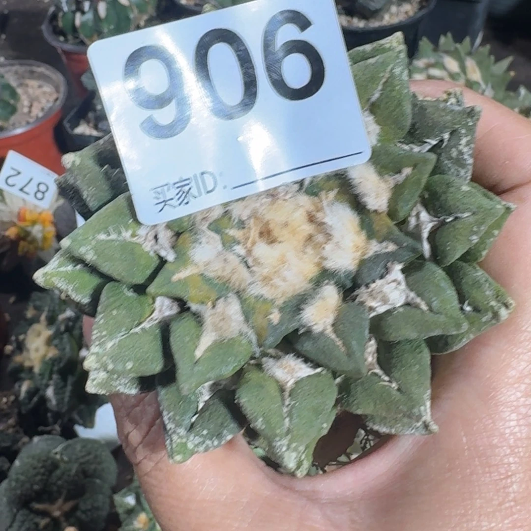 【闪购商品】五**旗大尤黑906