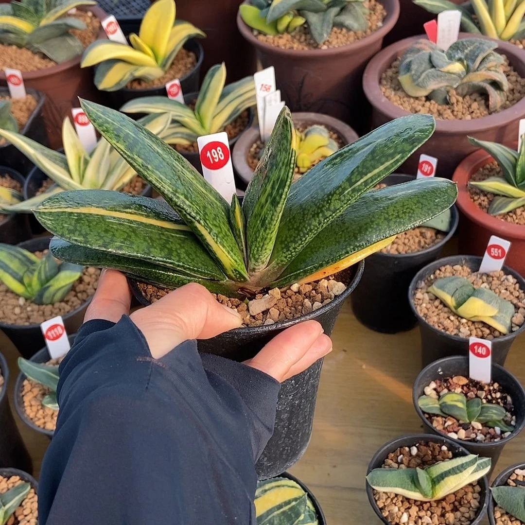 198恐龙锦大母本直径18公分左右带盆发货