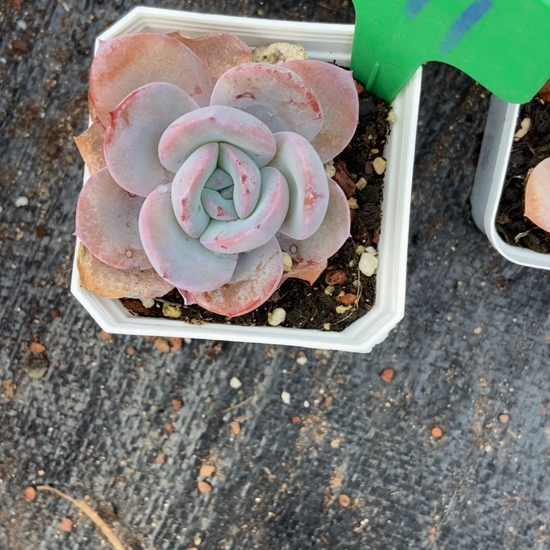 柠***味991奶茶多肉植物多肉