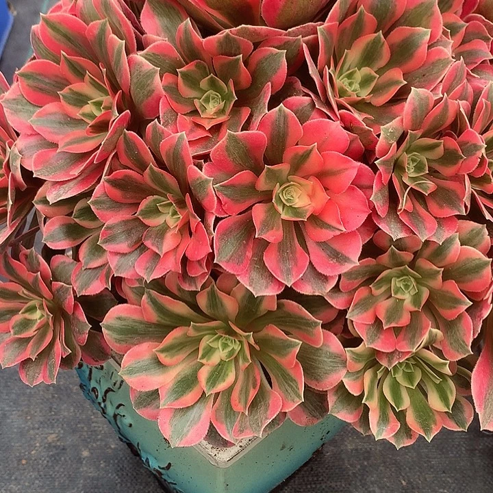 昭***殖完全开放法师图片植物多肉