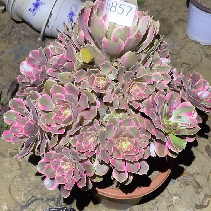 多肉植物断枝不包857女妖