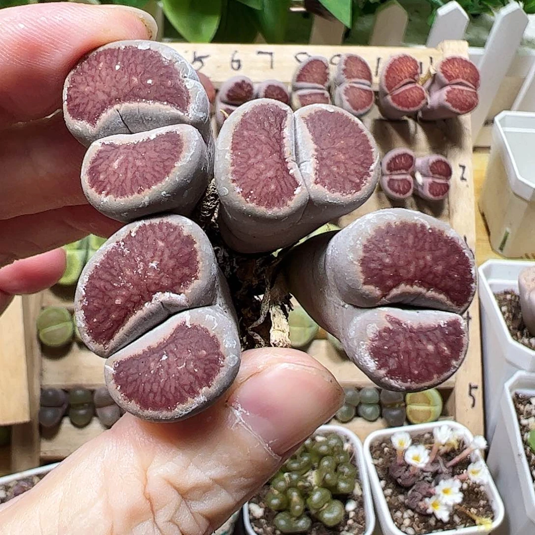 无花朵红窗菊一颗包邮