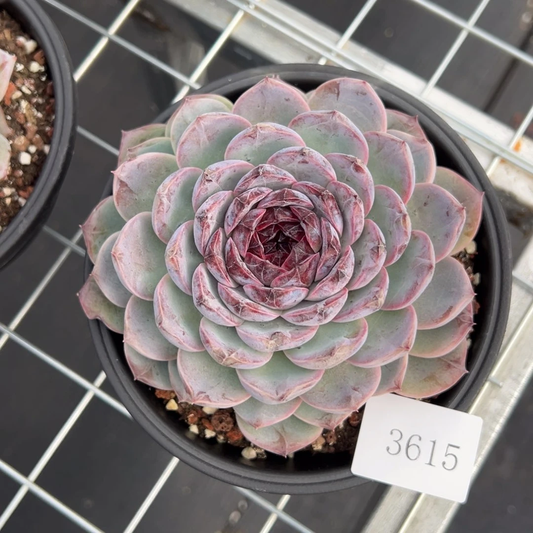 清*~3615个肉肉肉肉肉肉肉