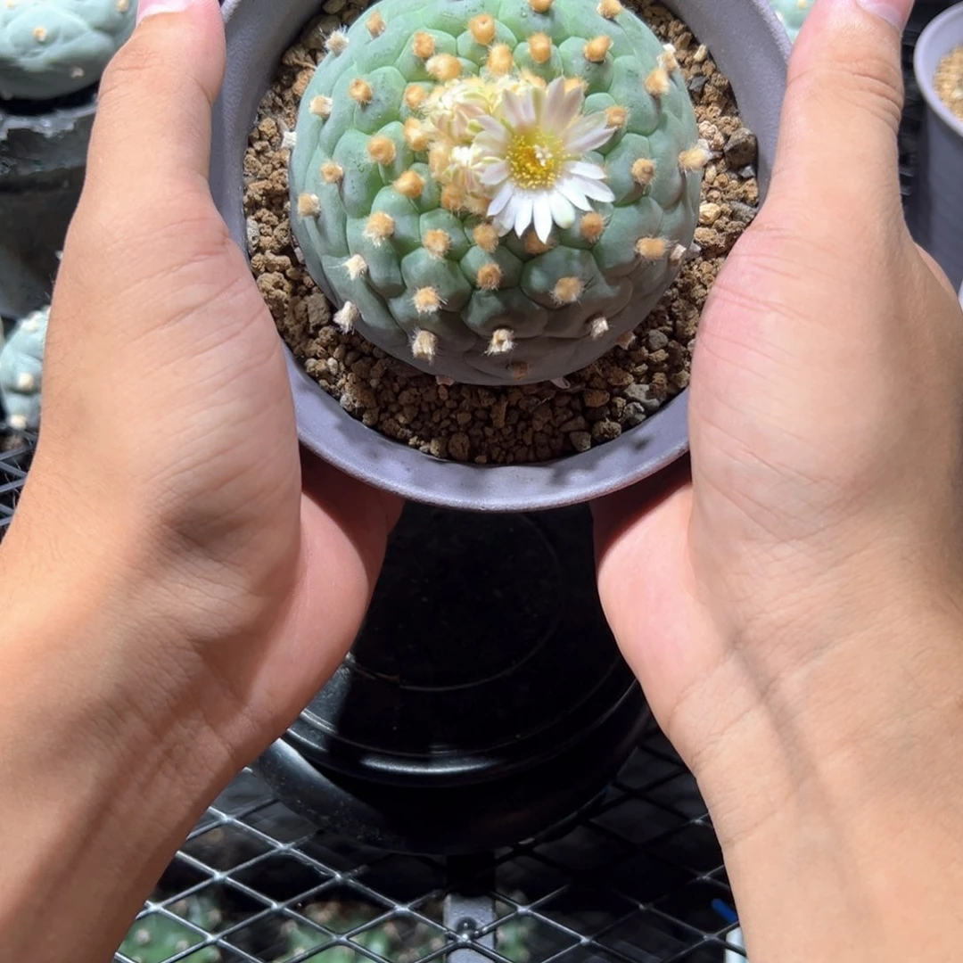 实生佛头银8cm哈哈哈