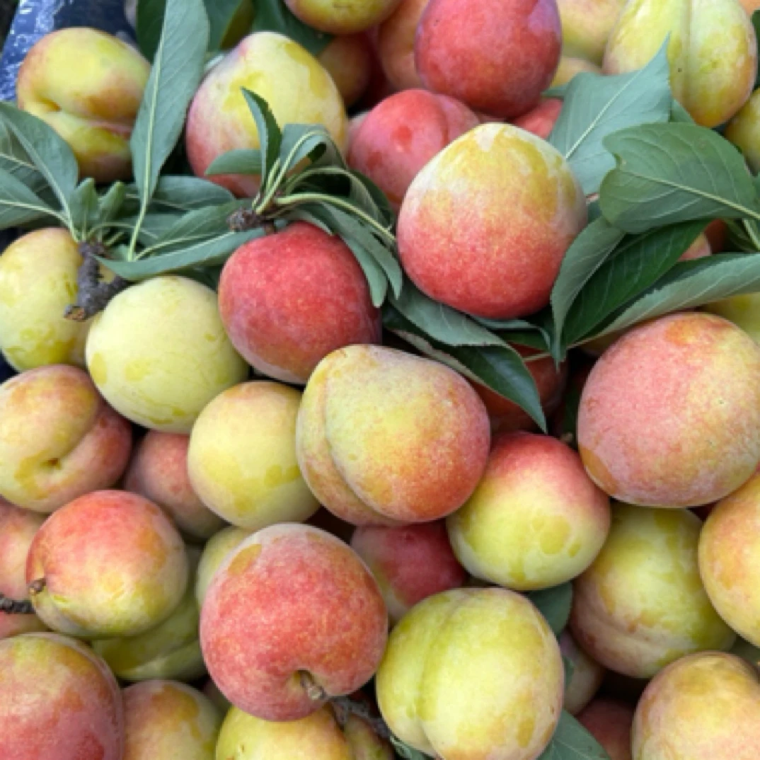 湖南湘西高山李子王