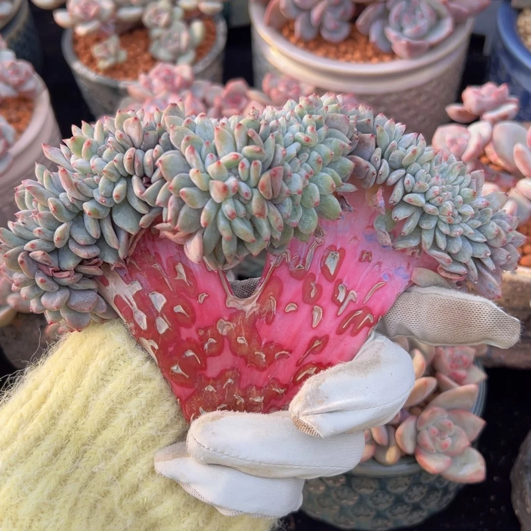 新年快乐 新年快乐