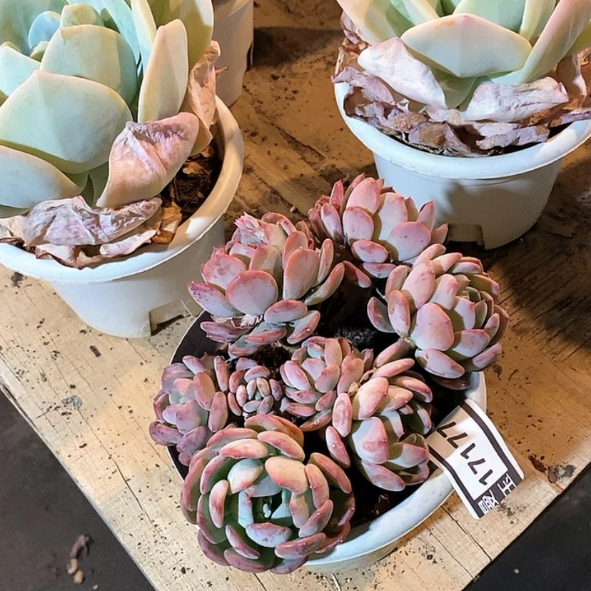 【闪购商品】玛瑙17177