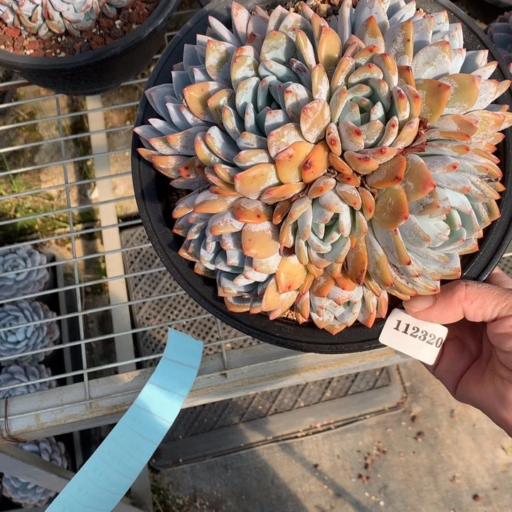 112320多头一个嗯嗯嗯嗯嗯嗯好