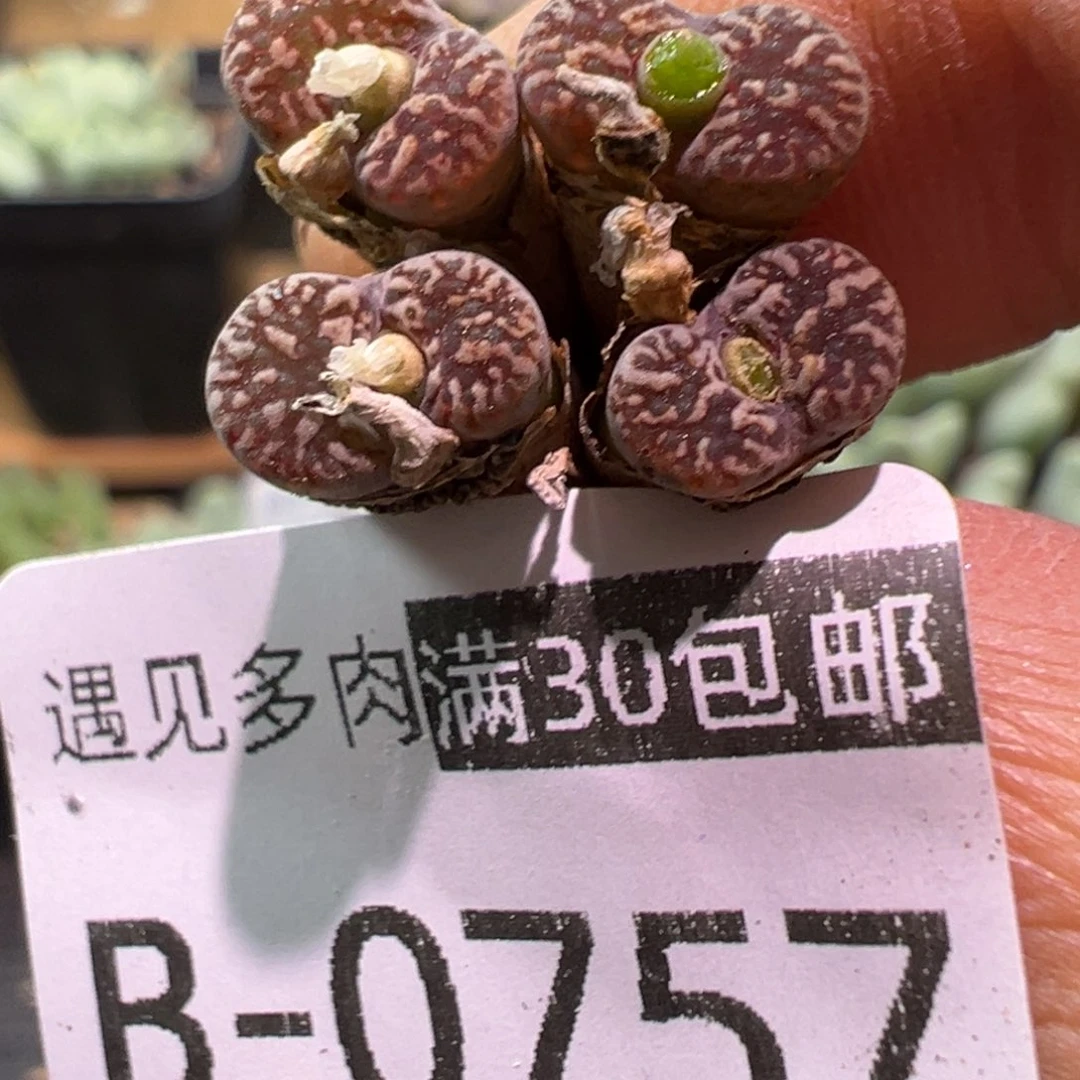 多肉植物11111111111