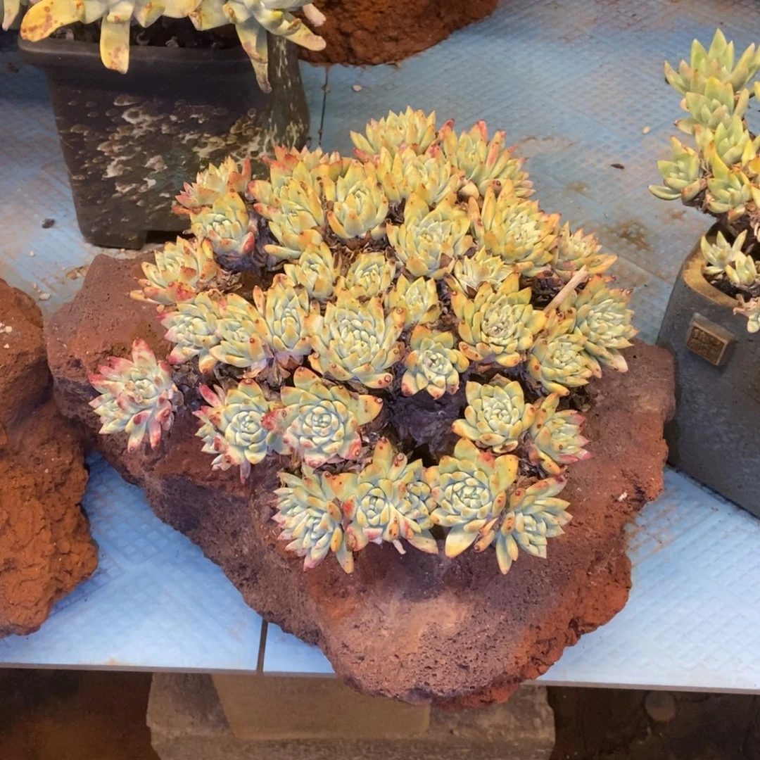 瑞吉娜多肉植物啦啦啦