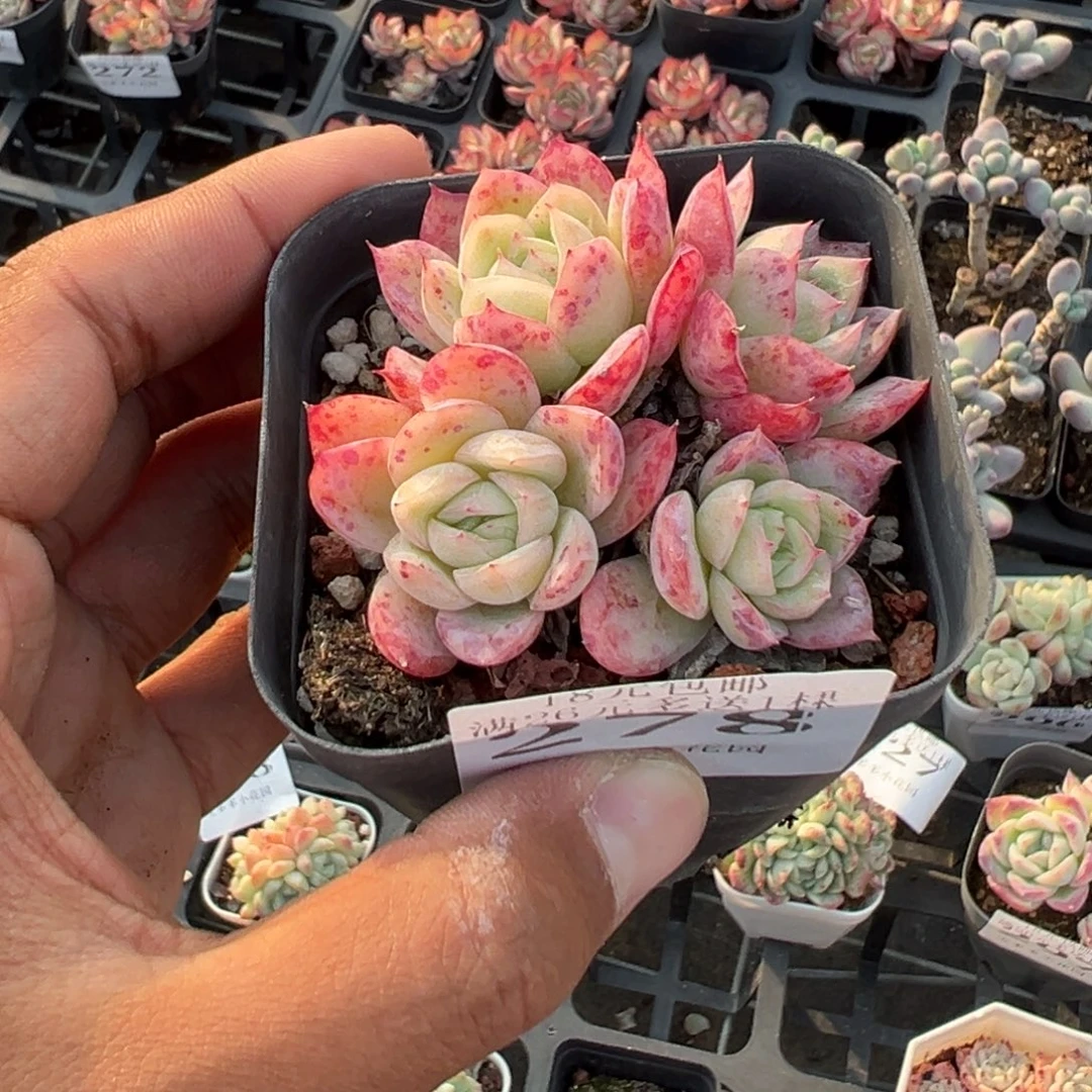 278号落樱四头群一物一拍满18包邮