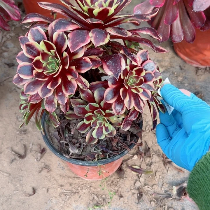 910欧嘉莉多肉里