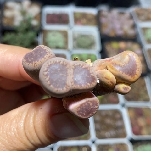 可爱多头怪兽特价