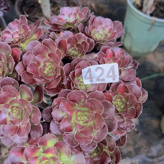 小***雀多肉植物一个法师
