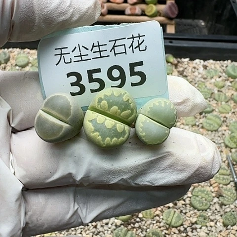 就****儿3595，绿大牙➕绿橄榄脱土发货