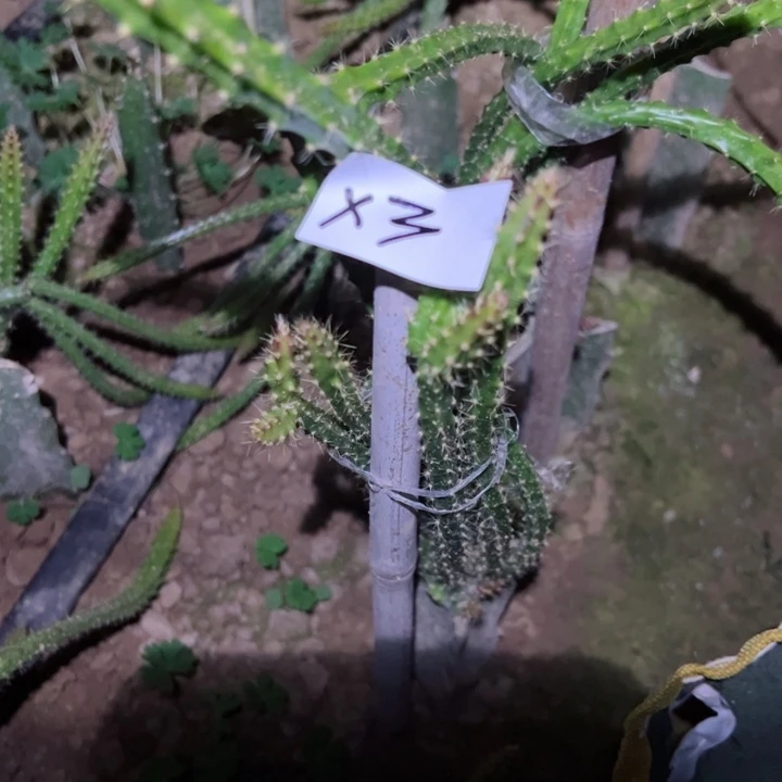 星***8X3嫁接鼠尾令箭糖果25