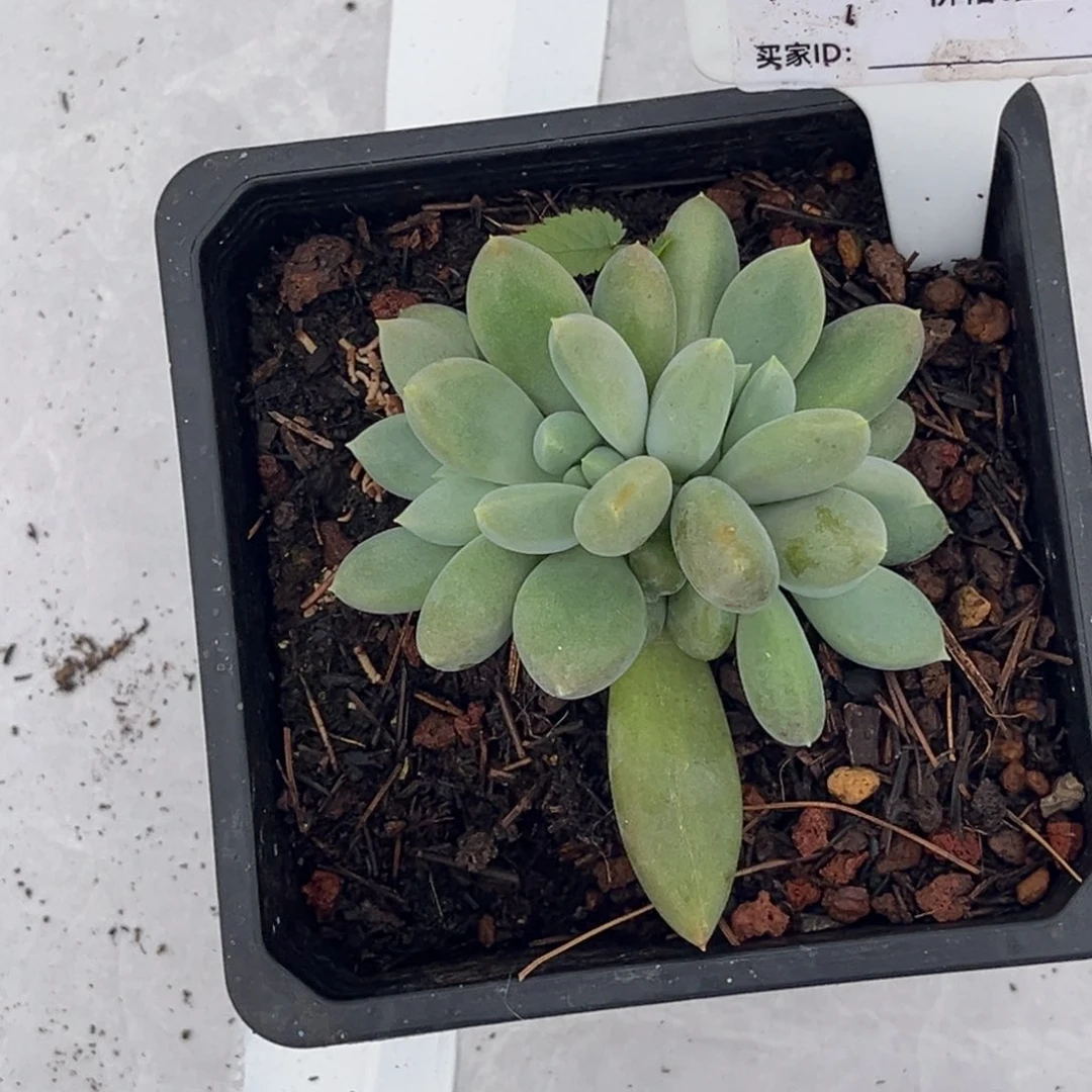 哥特四头多肉植物710