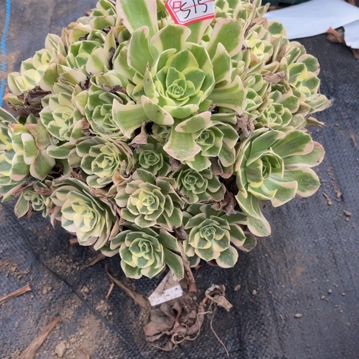 515女郎多肉植物法师